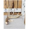 Image 1 : 80" Class Typical 5 Point Canadian Whitetail Shed Antler