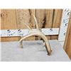 Image 3 : 80" Class Typical 5 Point Canadian Whitetail Shed Antler