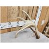 Image 4 : 80" Class Typical 5 Point Canadian Whitetail Shed Antler
