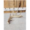 Image 5 : 80" Class Typical 5 Point Canadian Whitetail Shed Antler