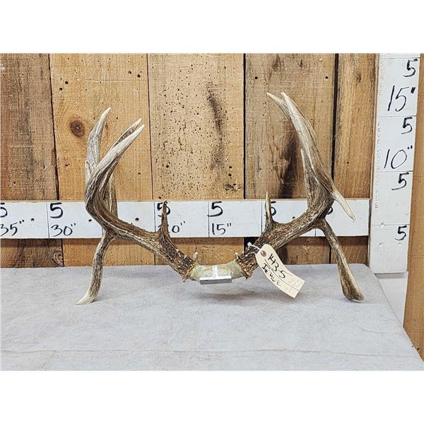 Main Frame 6x5 Double Droptine Whitetail Antlers On Shed Connector