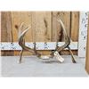 Image 1 : Main Frame 6x5 Double Droptine Whitetail Antlers On Shed Connector