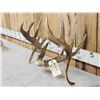 Image 2 : Main Frame 6x5 Double Droptine Whitetail Antlers On Shed Connector