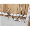 Image 3 : Main Frame 6x5 Double Droptine Whitetail Antlers On Shed Connector