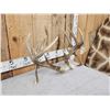 Image 4 : Main Frame 6x5 Double Droptine Whitetail Antlers On Shed Connector