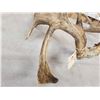 Image 7 : Main Frame 6x5 Double Droptine Whitetail Antlers On Shed Connector