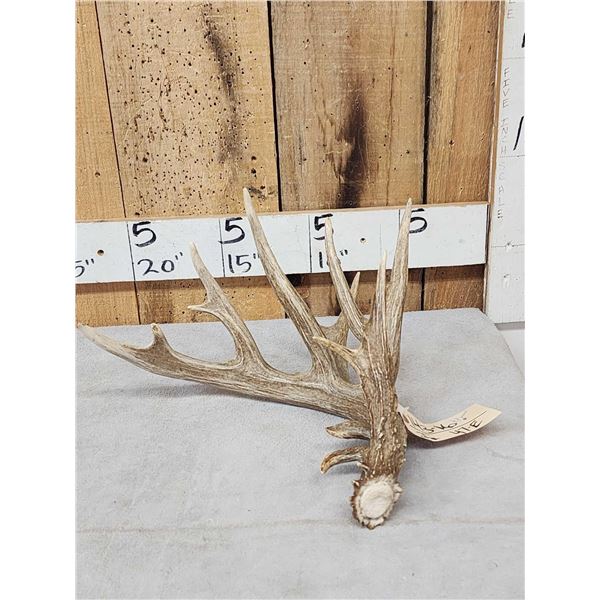 100" Class Whitetail Shed Antler