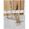 Image 1 : 100" Class Whitetail Shed Antler