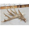 Image 2 : 100" Class Whitetail Shed Antler