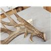 Image 3 : 100" Class Whitetail Shed Antler
