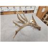 Image 4 : 100" Class Whitetail Shed Antler