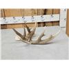 Image 5 : 100" Class Whitetail Shed Antler