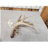 Image 6 : 100" Class Whitetail Shed Antler