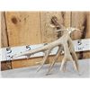Image 7 : 100" Class Whitetail Shed Antler