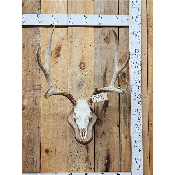 Mid 160 Class Mule Deer Antlers On Skull