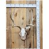 Image 1 : Mid 160 Class Mule Deer Antlers On Skull