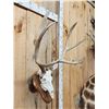 Image 2 : Mid 160 Class Mule Deer Antlers On Skull