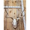Image 3 : Mid 160 Class Mule Deer Antlers On Skull