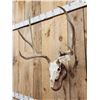 Image 4 : Mid 160 Class Mule Deer Antlers On Skull