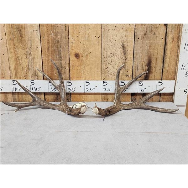 Gorgeous Set Of 5x7 Mule Deer Shed Antlers