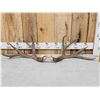 Image 1 : Gorgeous Set Of 5x7 Mule Deer Shed Antlers