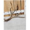 Image 2 : Gorgeous Set Of 5x7 Mule Deer Shed Antlers