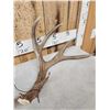 Image 3 : Gorgeous Set Of 5x7 Mule Deer Shed Antlers