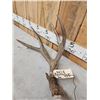 Image 4 : Gorgeous Set Of 5x7 Mule Deer Shed Antlers