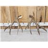 Image 5 : Gorgeous Set Of 5x7 Mule Deer Shed Antlers