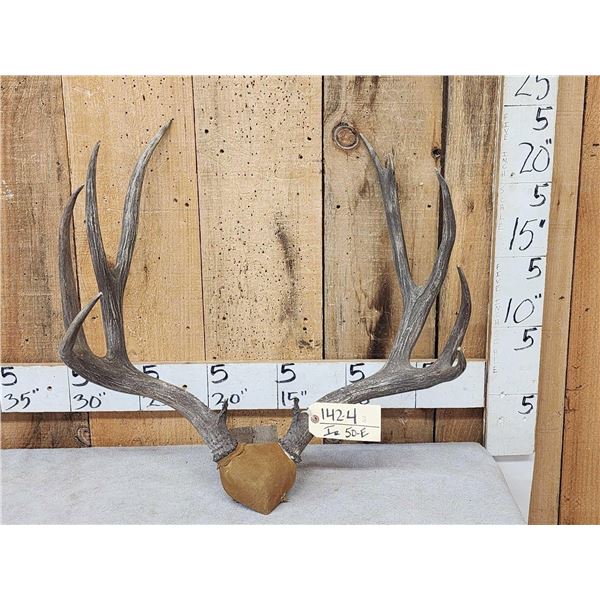 Vintage 5x5 Mule Deer Antlers On Plaque