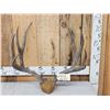 Image 1 : Vintage 5x5 Mule Deer Antlers On Plaque