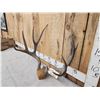 Image 2 : Vintage 5x5 Mule Deer Antlers On Plaque