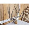 Image 3 : Vintage 5x5 Mule Deer Antlers On Plaque