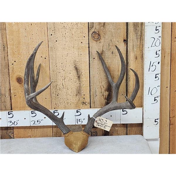 Vintage 5x5 Mule Deer Antlers On Skull Plate
