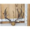 Image 1 : Vintage 5x5 Mule Deer Antlers On Skull Plate
