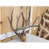 Image 2 : Vintage 5x5 Mule Deer Antlers On Skull Plate