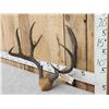 Image 3 : Vintage 5x5 Mule Deer Antlers On Skull Plate