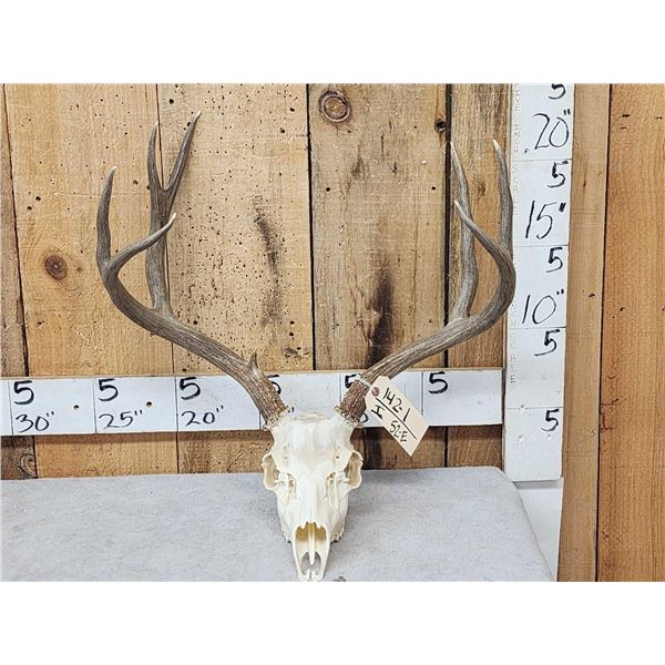 3x5 Mule Deer Antlers On Skull