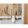 Image 1 : 3x5 Mule Deer Antlers On Skull