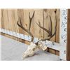 Image 2 : 3x5 Mule Deer Antlers On Skull