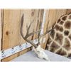 Image 3 : 3x5 Mule Deer Antlers On Skull