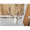 Image 4 : 3x5 Mule Deer Antlers On Skull