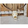 Image 5 : 3x5 Mule Deer Antlers On Skull