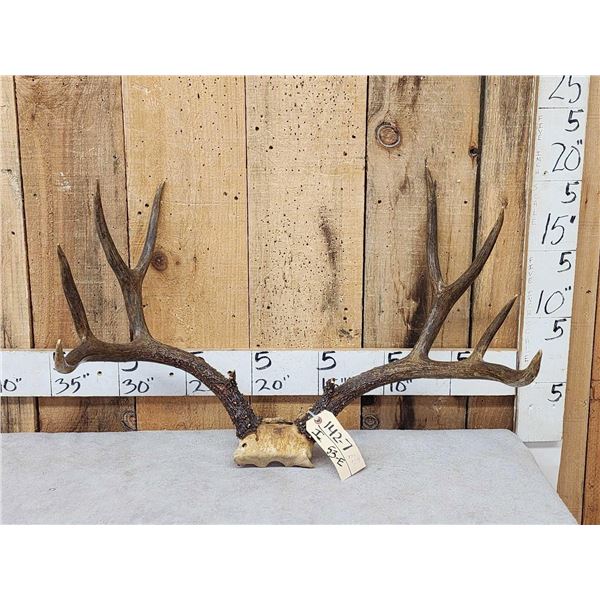 Vintage 170 class 5x5 Mule Deer Antlers On Skull Plate