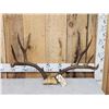 Image 1 : Vintage 170 class 5x5 Mule Deer Antlers On Skull Plate