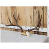 Image 2 : Vintage 170 class 5x5 Mule Deer Antlers On Skull Plate