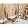 Image 3 : Vintage 170 class 5x5 Mule Deer Antlers On Skull Plate