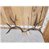 Image 4 : Vintage 170 class 5x5 Mule Deer Antlers On Skull Plate
