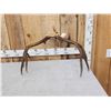 Image 5 : Vintage 170 class 5x5 Mule Deer Antlers On Skull Plate