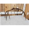Image 6 : Vintage 170 class 5x5 Mule Deer Antlers On Skull Plate